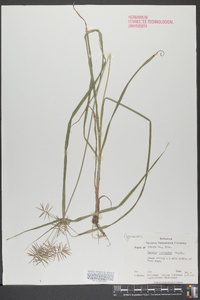 Cyperus refractus image