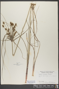 Cyperus retrorsus image