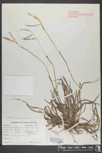 Cyperus retrorsus image