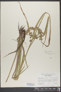 Cyperus virens image