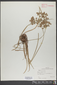 Cyperus virens image