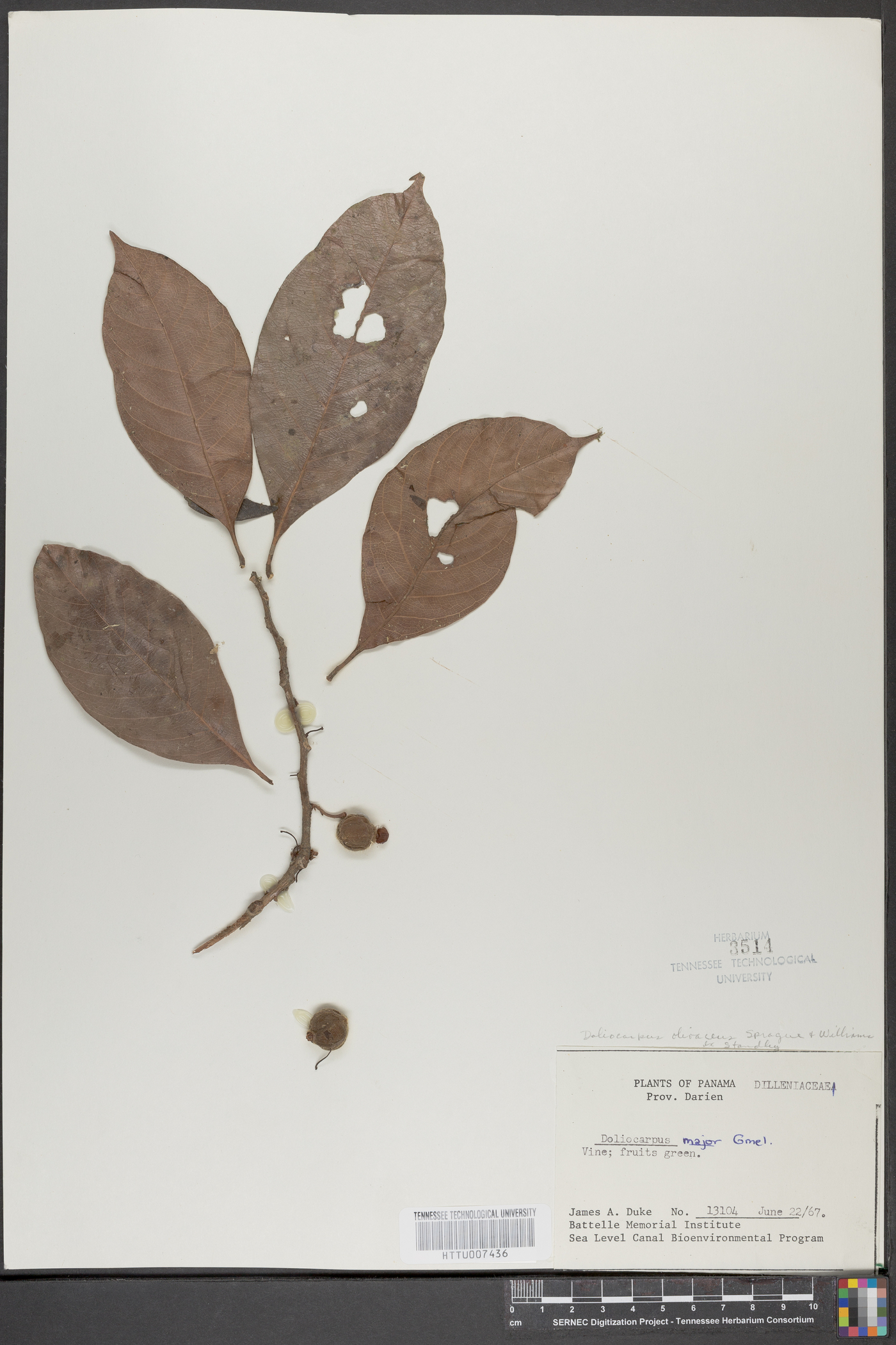 Doliocarpus olivaceus image