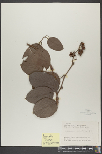 Tetracera ovalifolia image