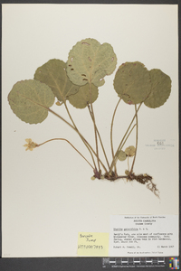 Shortia galacifolia image