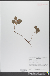 Gaultheria procumbens image