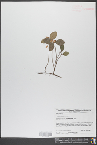 Gaultheria procumbens image