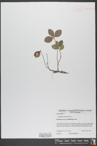 Gaultheria procumbens image