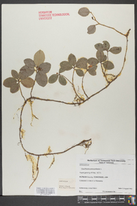 Gaultheria procumbens image