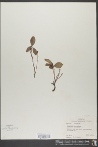 Gaultheria procumbens image