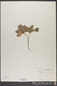 Gaultheria procumbens image