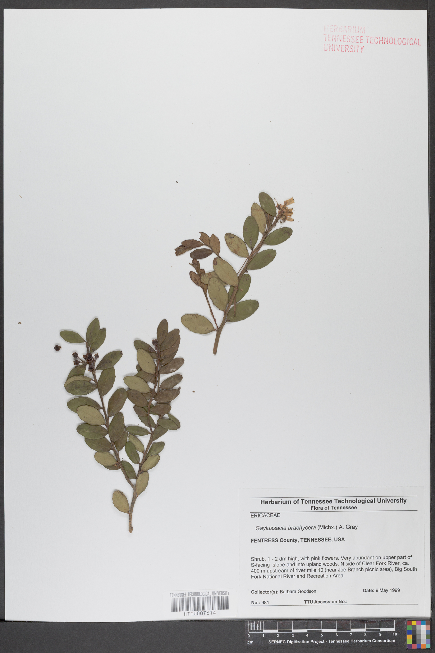 Gaylussacia brachycera image