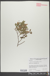 Gaylussacia brachycera image