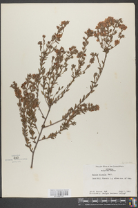 Kalmia hirsuta image