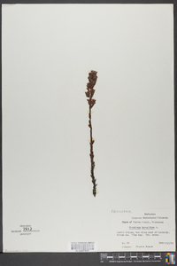 Hypopitys monotropa image