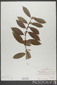 Leucothoe editorum image