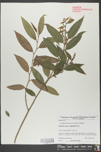 Leucothoe fontanesiana image