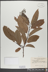 Oxydendrum arboreum image