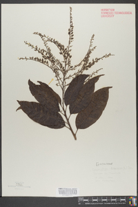 Oxydendrum arboreum image