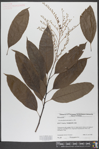 Oxydendrum arboreum image