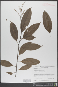 Oxydendrum arboreum image