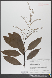 Oxydendrum arboreum image