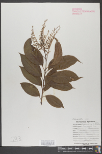 Oxydendrum arboreum image