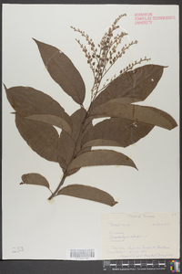 Oxydendrum arboreum image