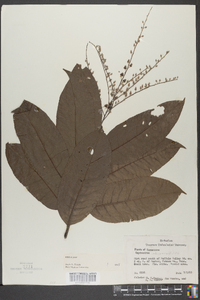 Oxydendrum arboreum image