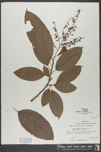 Oxydendrum arboreum image