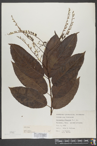 Oxydendrum arboreum image