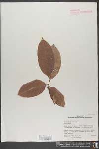 Oxydendrum arboreum image