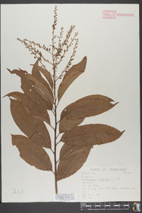 Oxydendrum arboreum image