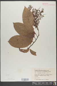 Oxydendrum arboreum image