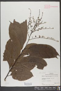 Oxydendrum arboreum image