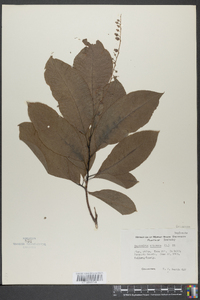 Oxydendrum arboreum image