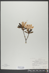 Rhododendron arborescens image