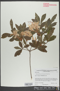 Rhododendron arborescens image