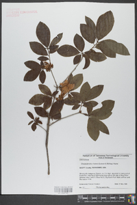 Rhododendron bakeri image