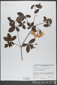 Rhododendron bakeri image