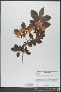 Rhododendron bakeri image