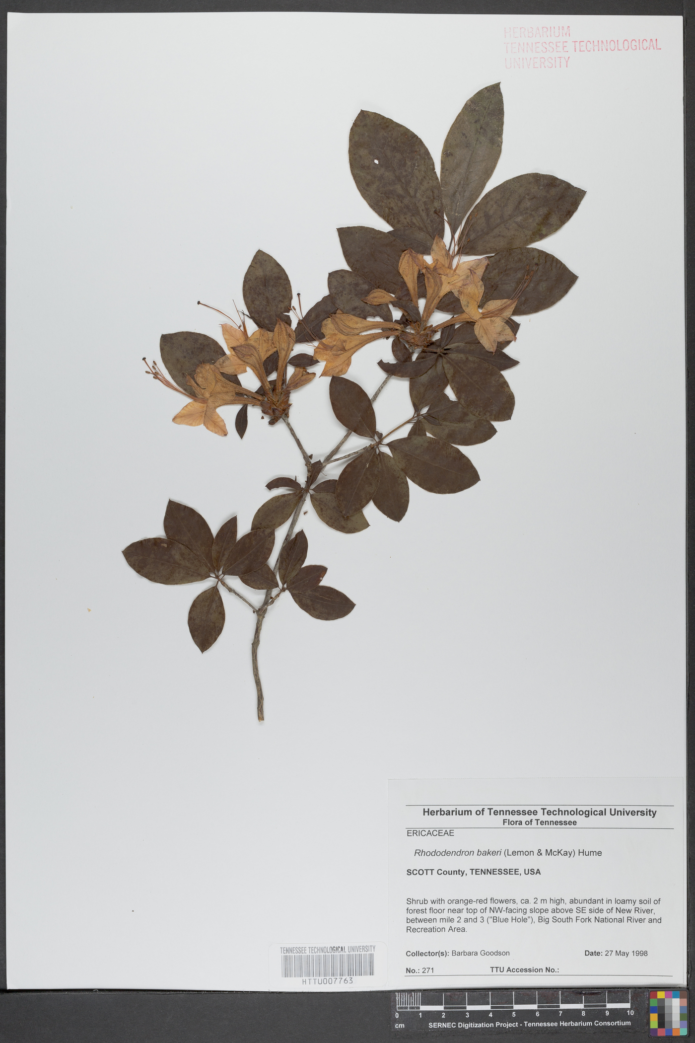 Rhododendron bakeri image