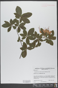 Rhododendron bakeri image