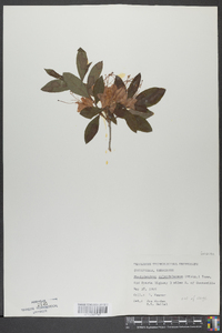 Rhododendron calendulaceum image