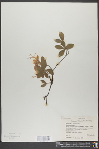 Rhododendron canescens image