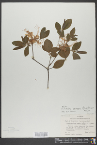 Rhododendron canescens image