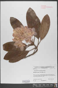 Rhododendron catawbiense image