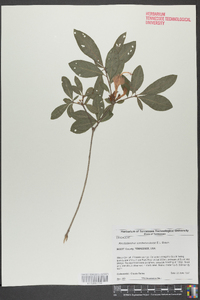 Rhododendron cumberlandense image