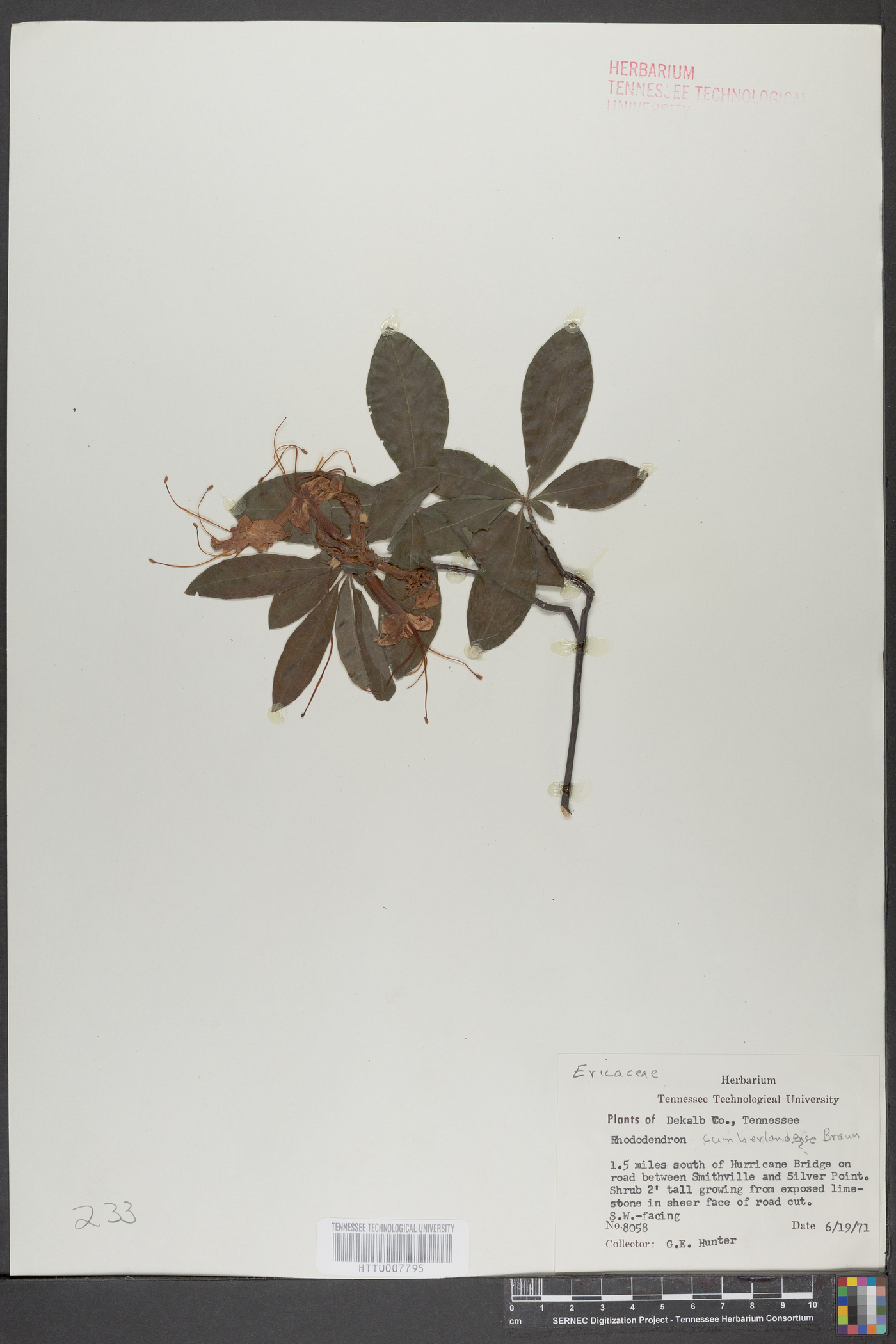 Rhododendron cumberlandense image