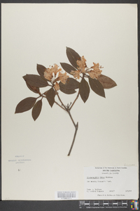 Rhododendron minus image