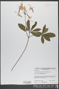 Rhododendron periclymenoides image